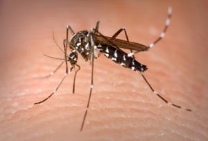 Tiger mosquitoes