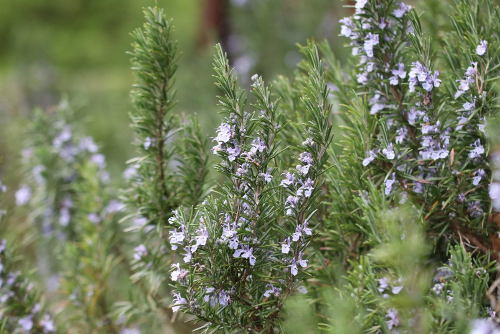 Rosemary