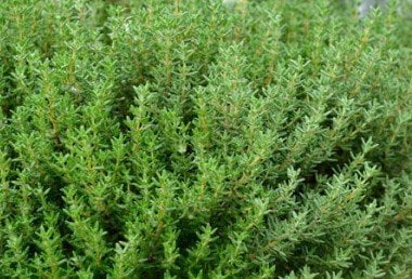 Healthy Mediterranean herbs